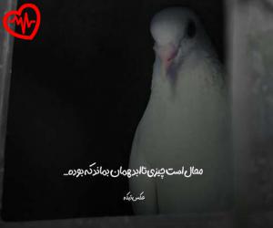کاور آهنگ  باز شروع شد زر زدناشون پشتم تو هر جمع از Baz Shoro Shod به همراه متن ترانه اثر Baz Shoro Shod