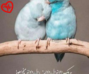 دانلود آهنگ آهنگ ببین چقد شکستم شکسته بال و خستم از هایده هوش مصنوعی به همراه متن ترانه