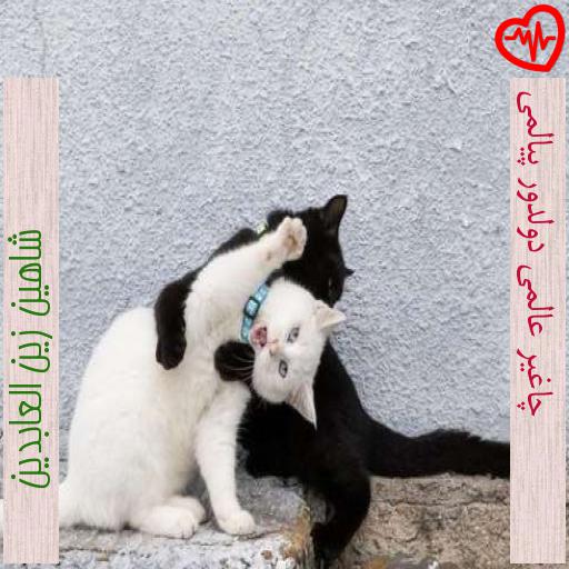 آهنگ چاغیر عالمی دولدور پیالمی از شاهین زین العابدین به همراه متن ترانه آهنگ چاغیر عالمی دولدور پیالمی از شاهین زین العابدین به همراه متن ترانه