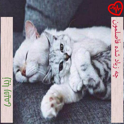 آهنگ چه زیاد شده فاصلمون از زیبا رحیمی به همراه متن ترانه