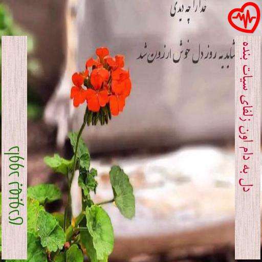 آهنگ دل به دام اون زلفای سیات بنده از داوود بهبودی به همراه متن ترانه آهنگ دل به دام اون زلفای سیات بنده از داوود بهبودی به همراه متن ترانه
