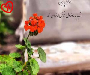 دانلود آهنگ آهنگ دل به دام اون زلفای سیات بنده از داوود بهبودی به همراه متن ترانه - کاور اصلی