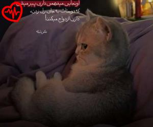 دانلود آهنگ آهنگ ستونم ستونم یه چی بود تو توتونم از اپیکور به همراه متن ترانه