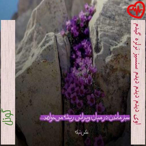 آهنگ اوی دیدم دیدم دیدم سنسیز نرلره گیدم از گونل به همراه متن ترانه آهنگ اوی دیدم دیدم دیدم سنسیز نرلره گیدم از گونل به همراه متن ترانه