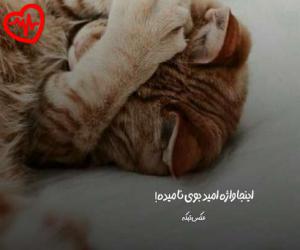 دانلود آهنگ آهنگ  همه چی بود عین دریم یهو رفتی شدی انمی از Hame Chi Bood به همراه متن ترانه - کاور اصلی