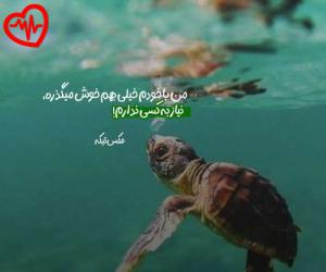 دانلود آهنگ آهنگ  حمید صفت هاشیبورا از Hamid Sefat به همراه متن ترانه