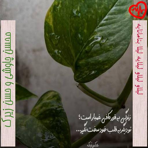 آهنگ لیلاو لیلاو لیلایه لیلا بنامانایه از محسن چاوشی و حسن زیرک به همراه متن ترانه آهنگ لیلاو لیلاو لیلایه لیلا بنامانایه از محسن چاوشی و حسن زیرک به همراه متن ترانه
