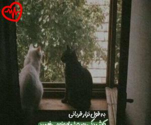 دانلود آهنگ آهنگ نامه ی بی جواب از مریم حیدرزاده به همراه متن ترانه - کاور اصلی
