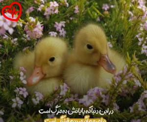 دانلود آهنگ آهنگ رو به نور ذات غفوره از احسان لطفی به همراه متن ترانه - کاور اصلی